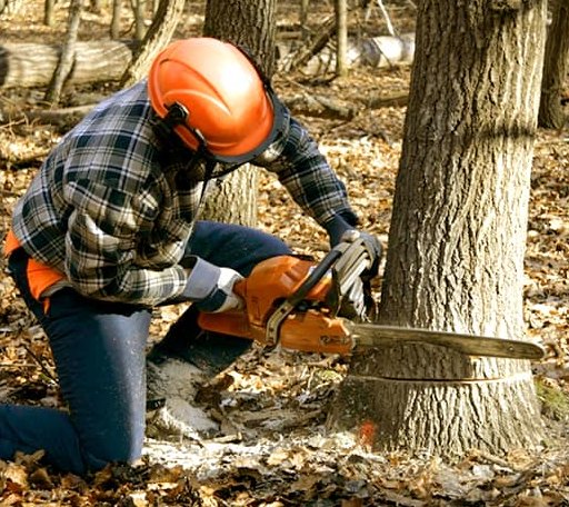 Tree Removal in Quakake, PA